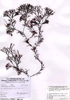 藏品(Ahnfeltiopsis paradoxa (Suringar) Masuda)的圖片